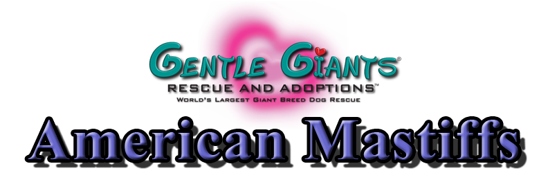 American Mastiffs at Gentle Giants Rescue and Adoptions